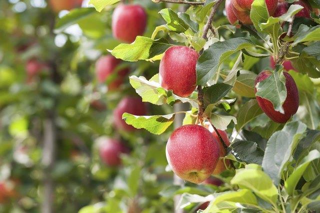 Früchte, die Glukose enthalten Früchte, die Glukose enthalten