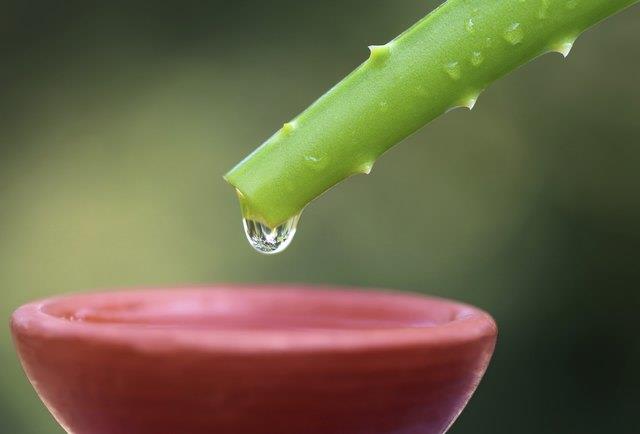 Warum gibt mir Aloe Vera Saft Durchfall und Gas? Warum gibt mir Aloe Vera Saft Durchfall und Gas?