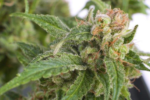 Marihuana schädliche Auswirkungen auf den Mund Marihuana schädliche Auswirkungen auf den Mund