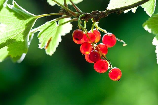Rote Johannisbeere Ernährung Rote Johannisbeere Ernährung