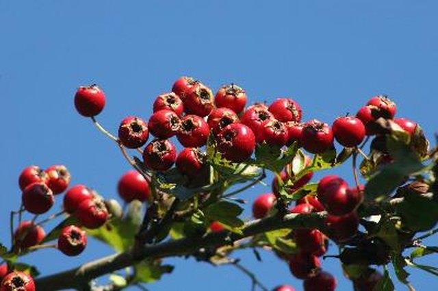 Dosierung für Weißdornbeeren Dosierung für Weißdornbeeren
