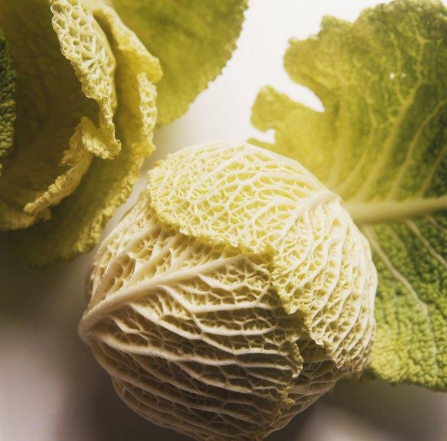 Ersatz für Wirsing Ersatz für Wirsing